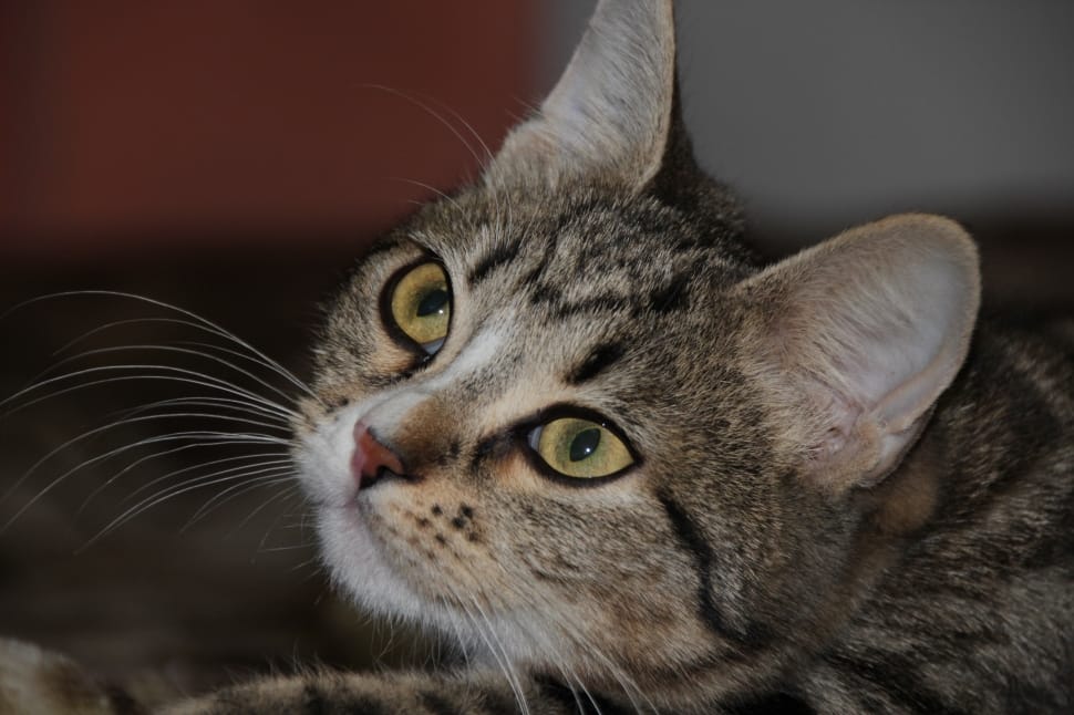 selective focus photography of brown tabby cat preview