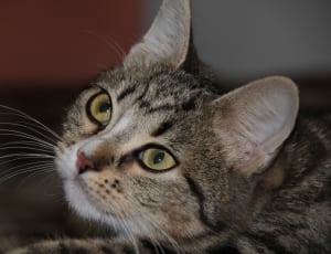 selective focus photography of brown tabby cat thumbnail