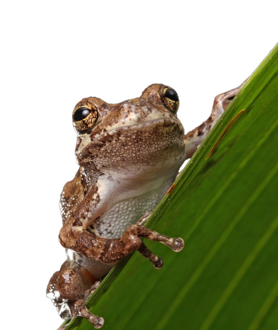 brown and white frog preview