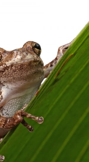 brown and white frog thumbnail