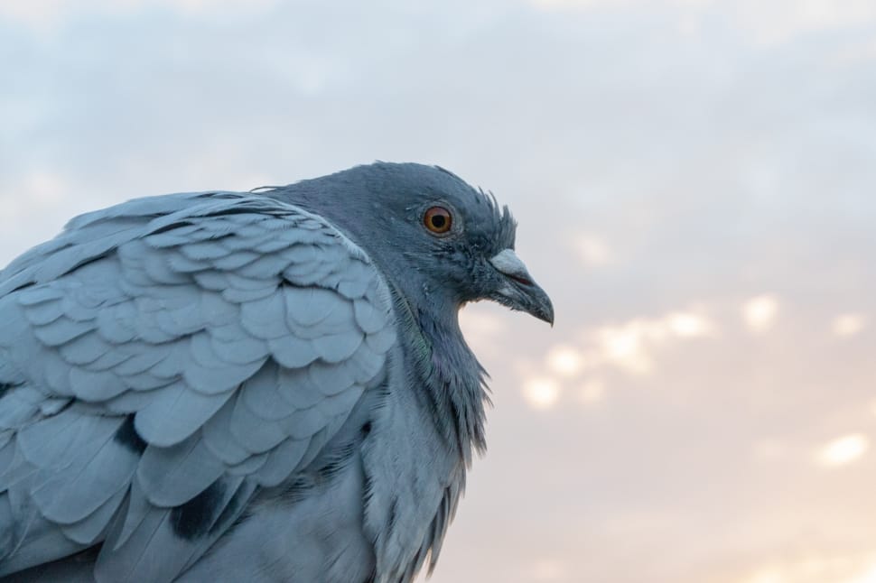 gray pigeon preview