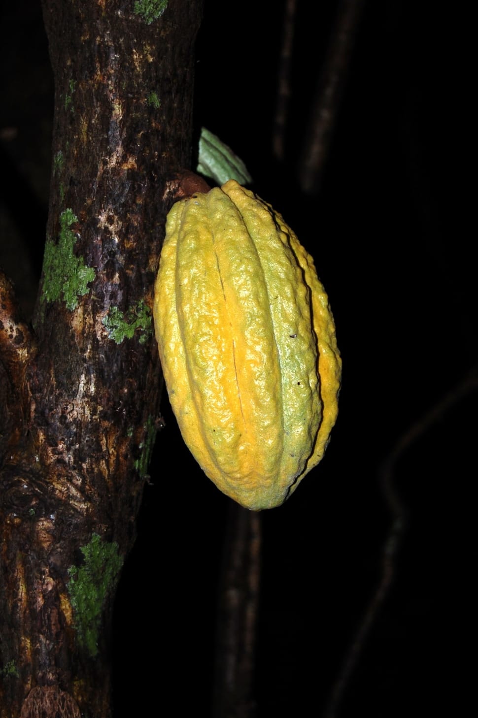 yellow cacao fruit preview