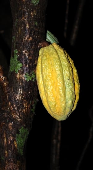 yellow cacao fruit thumbnail