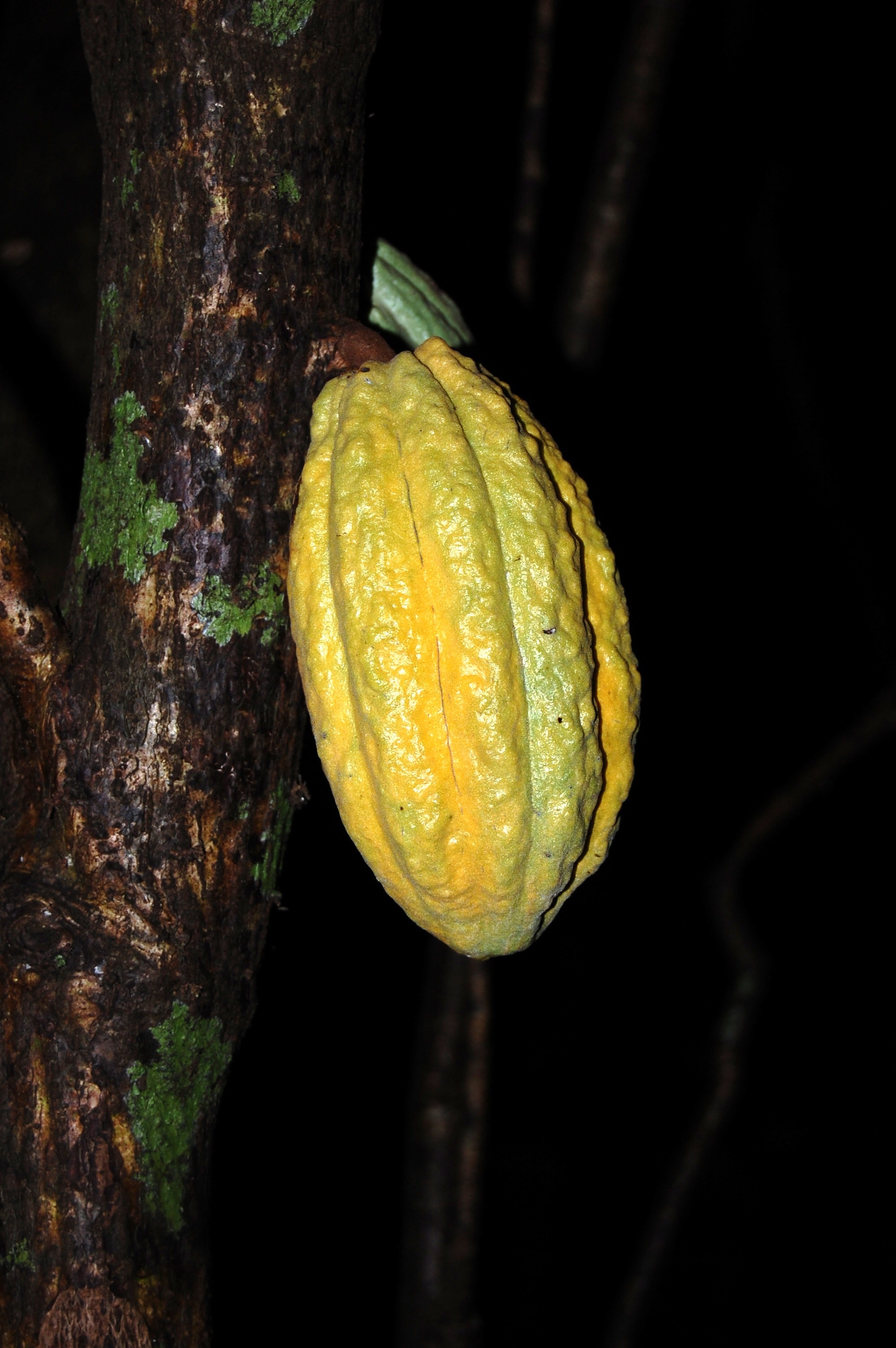 yellow cacao fruit