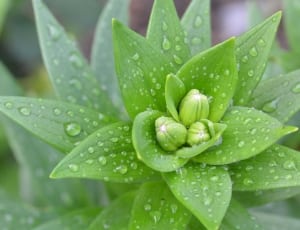 green leaf flower thumbnail