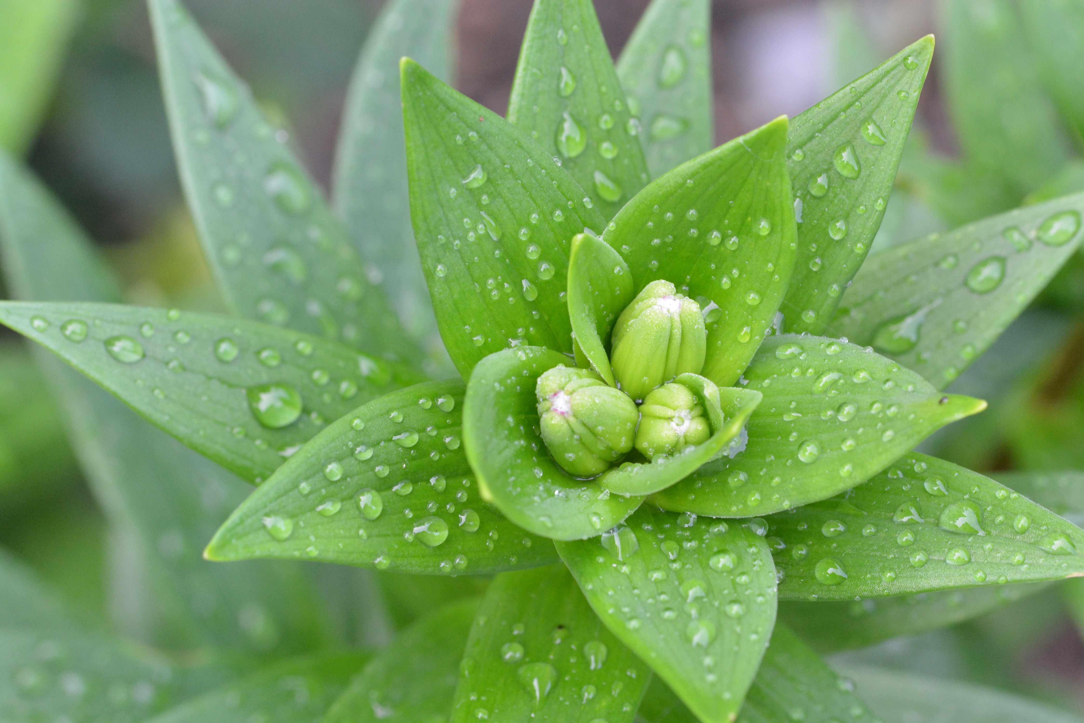 green leaf flower