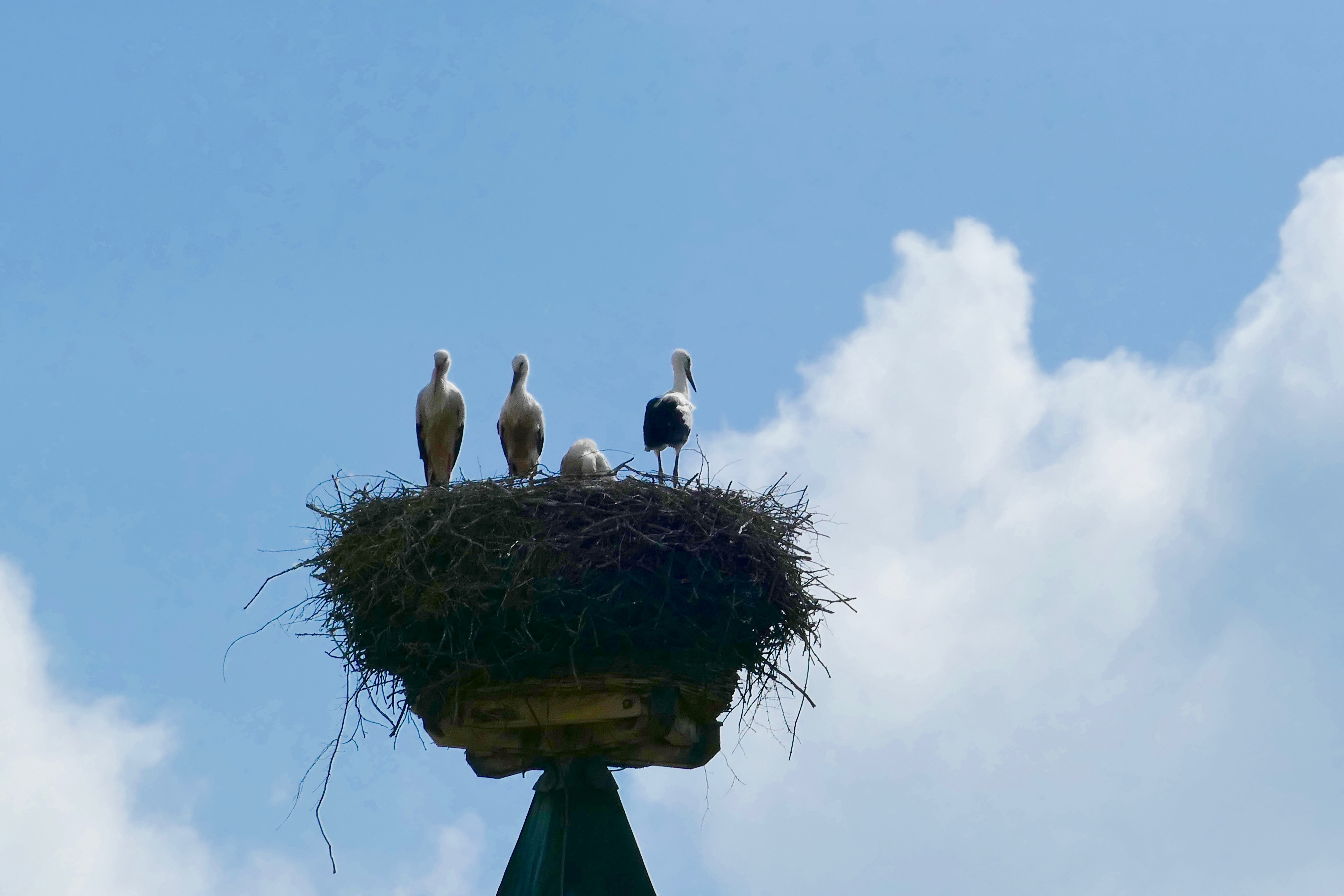 nest and 4 birds