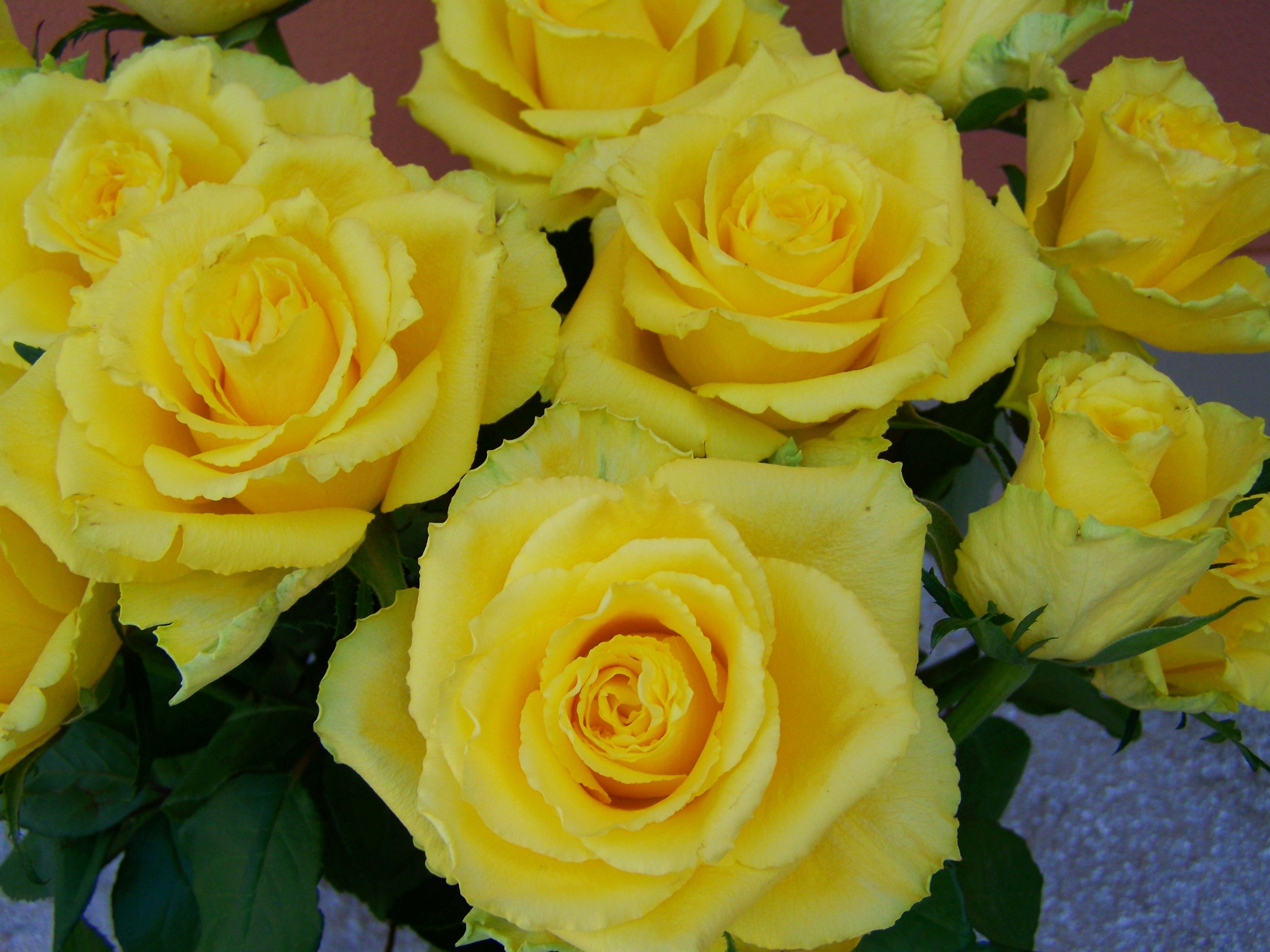 1920x1080 wallpaper | yellow rose flower | Peakpx