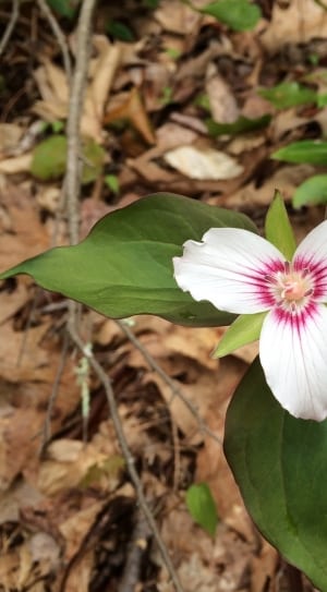 white and pink 3 petaled flower thumbnail