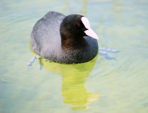 grey and white duck thumbnail