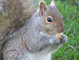 brown and gray squirrel thumbnail