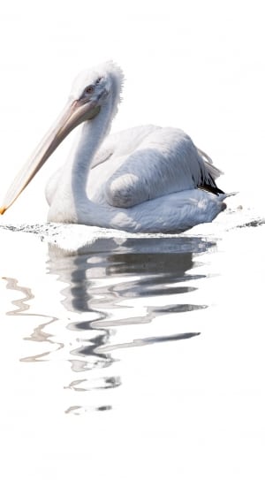 photography of white bird on body of water thumbnail