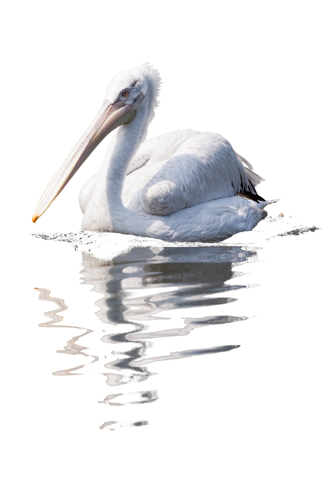 photography of white bird on body of water