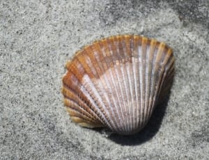 brown clam shell thumbnail