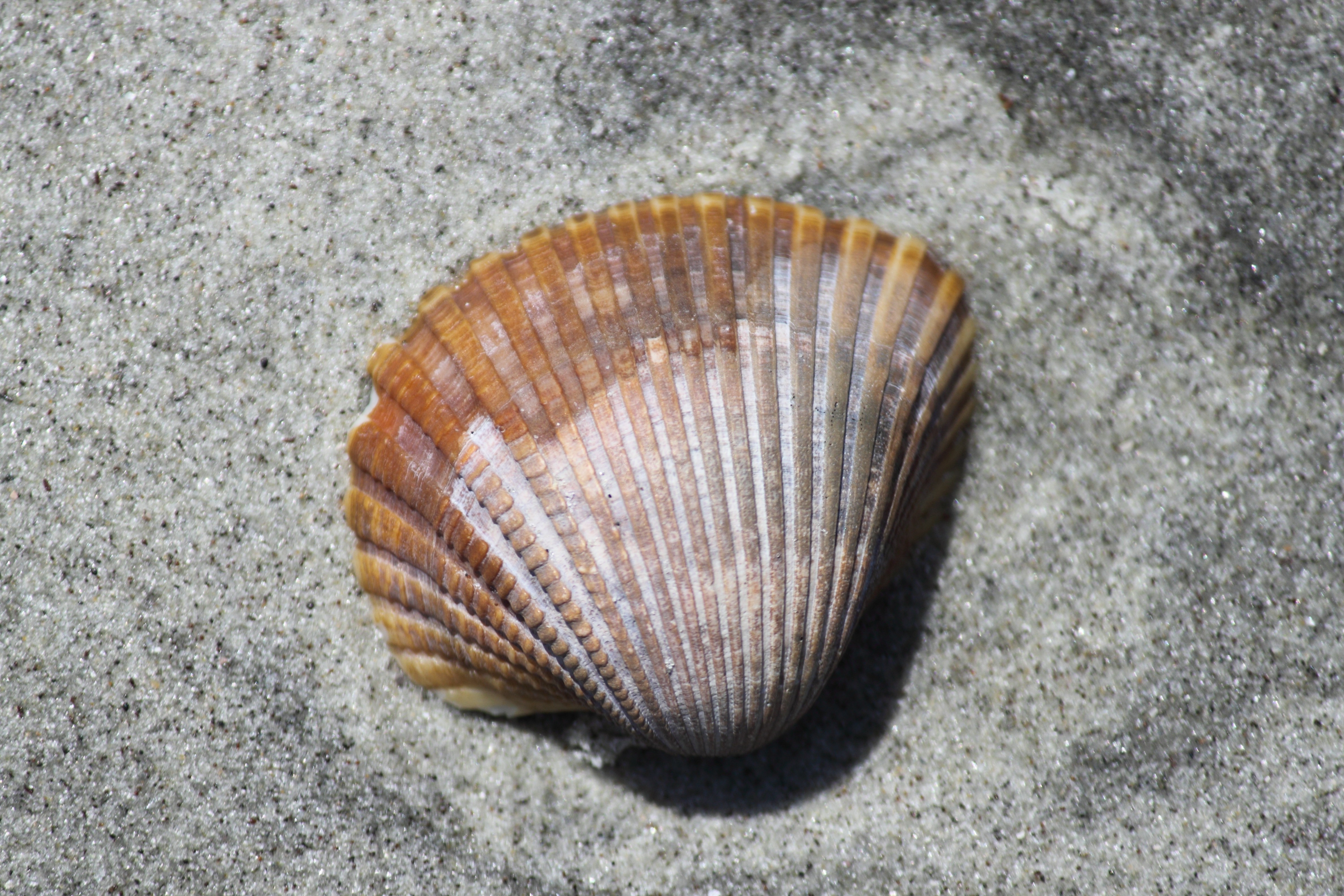 brown clam shell