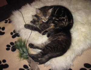 2 black and brown short fur cats thumbnail