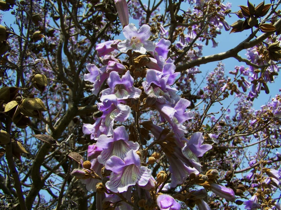 purple moth orchids preview