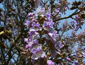 purple moth orchids thumbnail