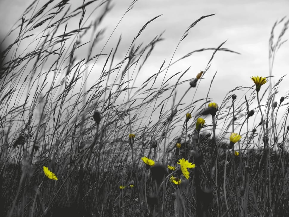 yellow selective petaled flower and needle grass photography preview