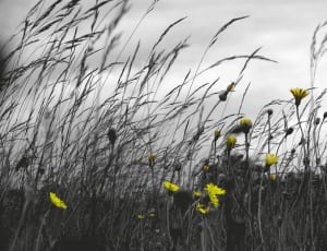 yellow selective petaled flower and needle grass photography thumbnail