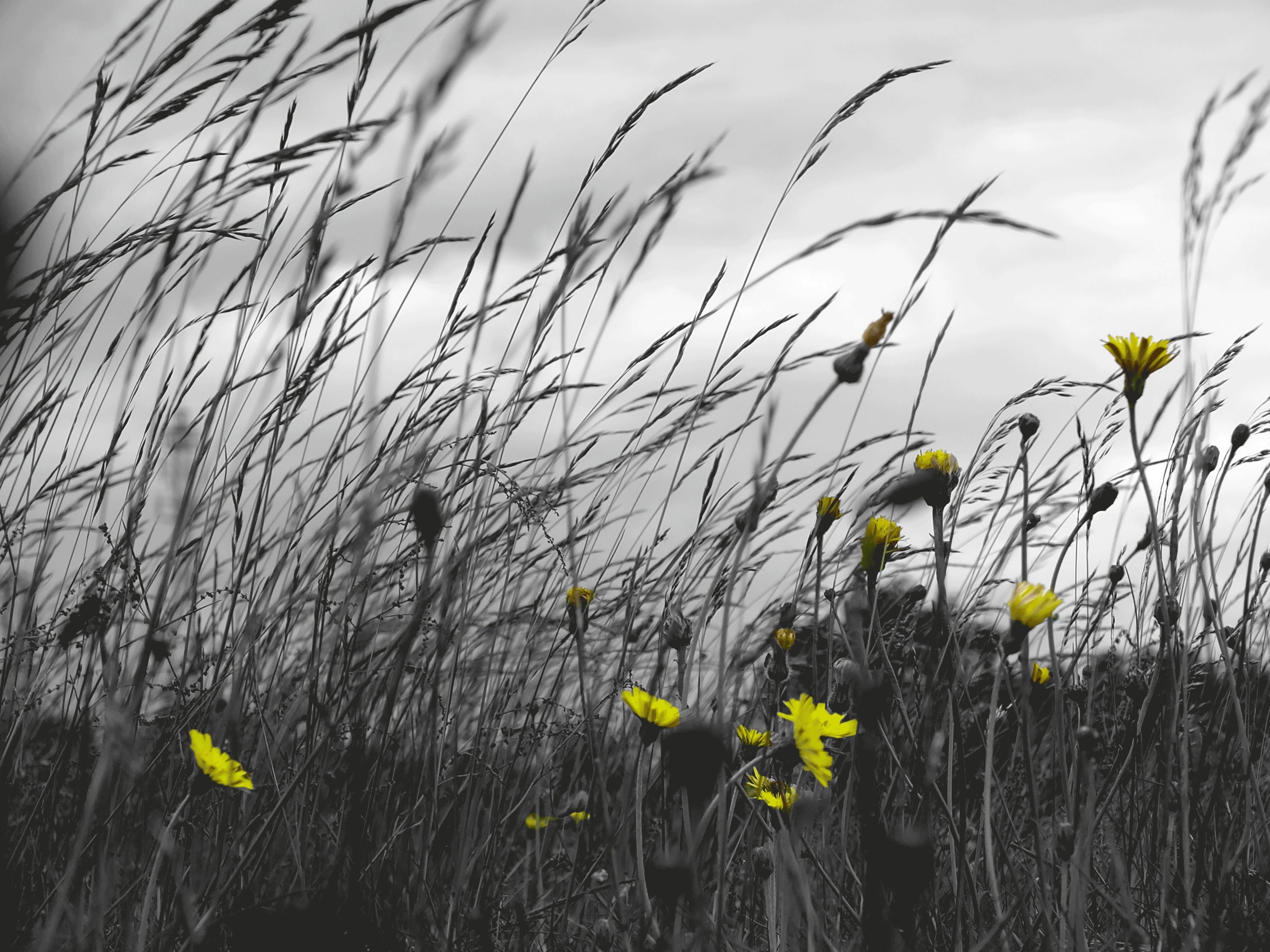 yellow selective petaled flower and needle grass photography