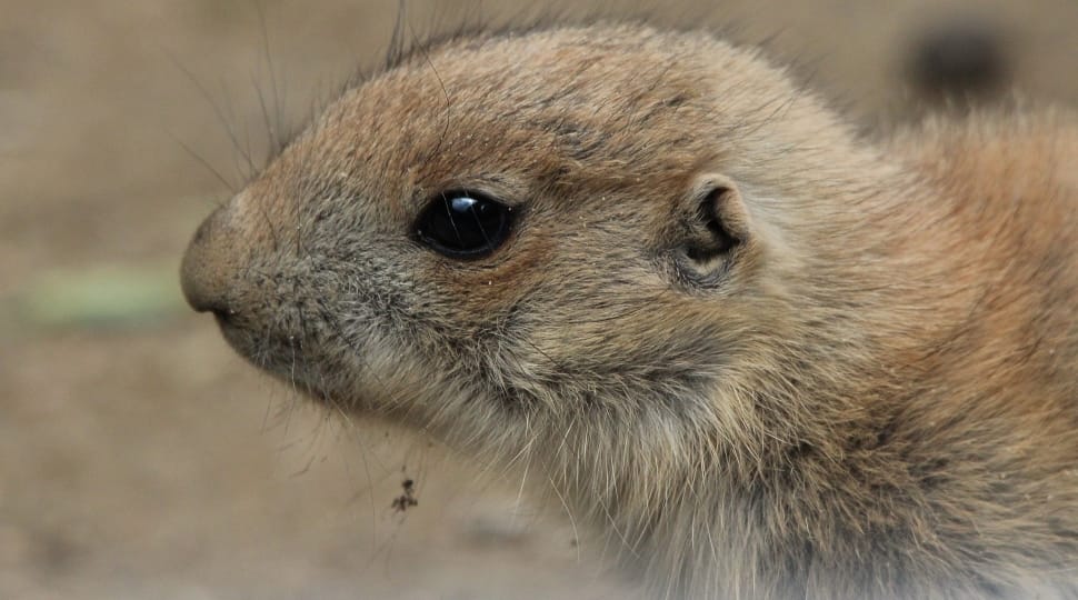 Prairie Dog, Cynomys, Gophers, Rodent, one animal, animal wildlife preview