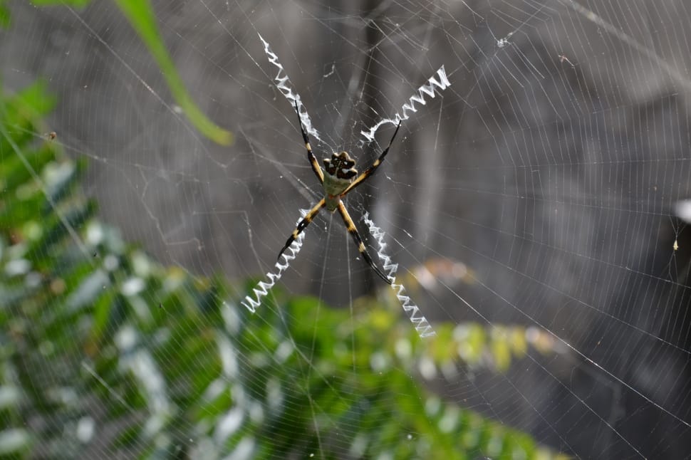 yellow and black argiope spider preview