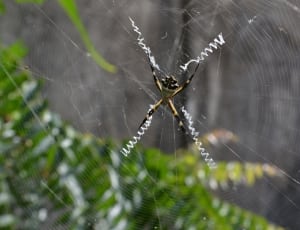 yellow and black argiope spider thumbnail