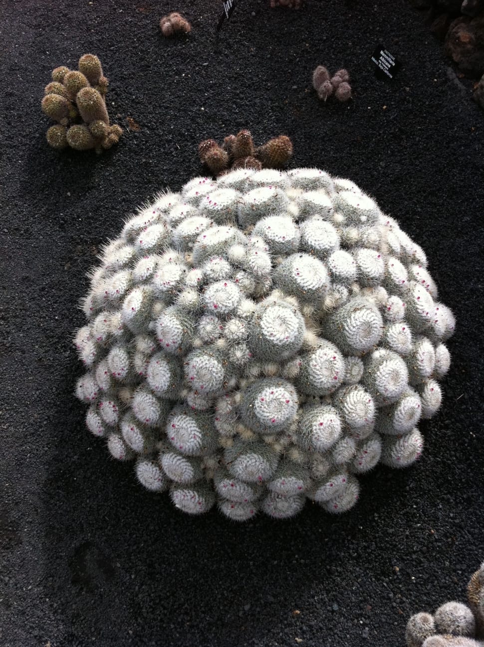 white and green cactus in black sand preview