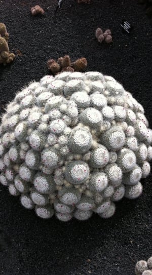 white and green cactus in black sand thumbnail