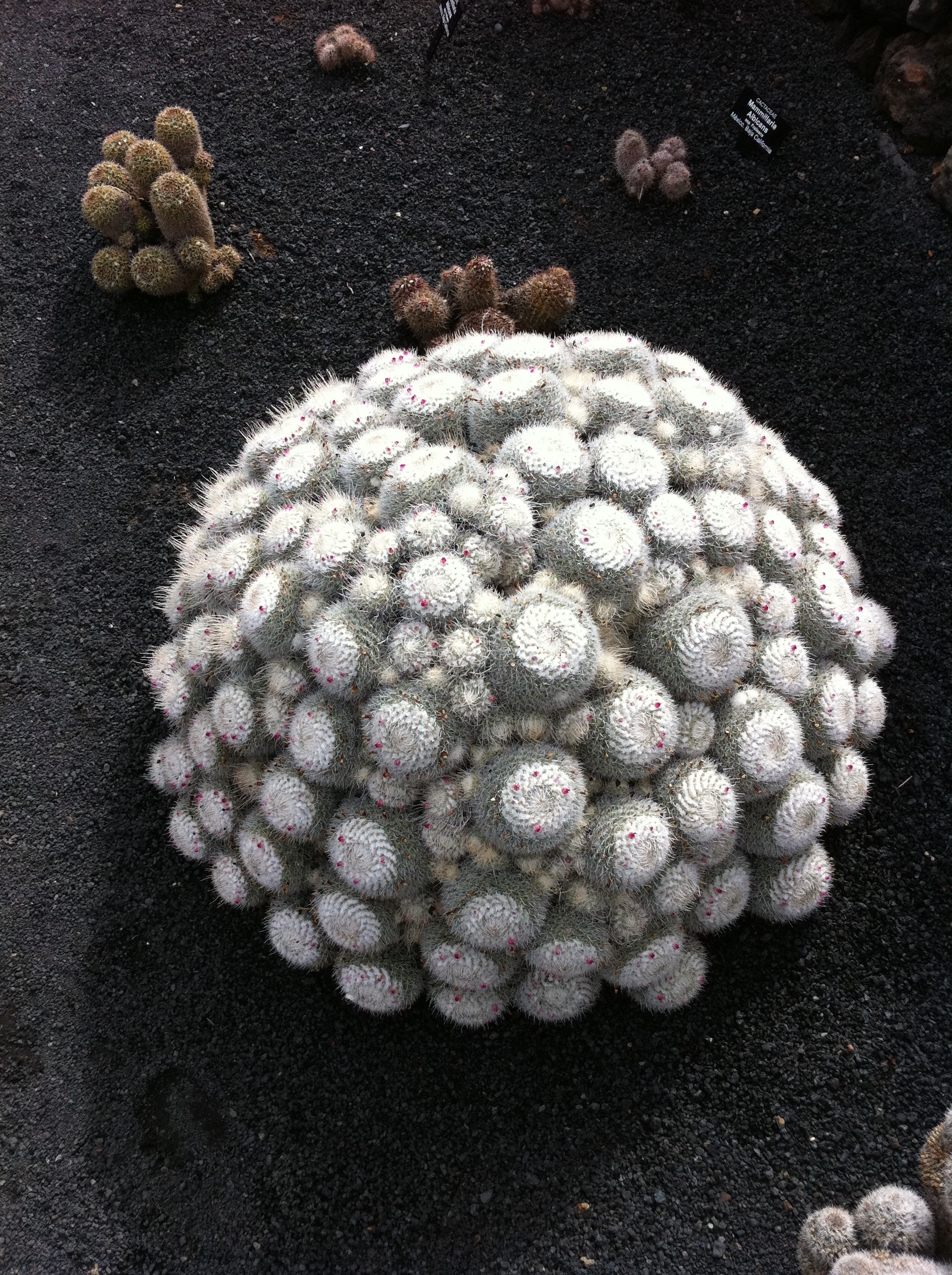 white and green cactus in black sand