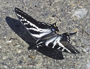 black and white moth thumbnail