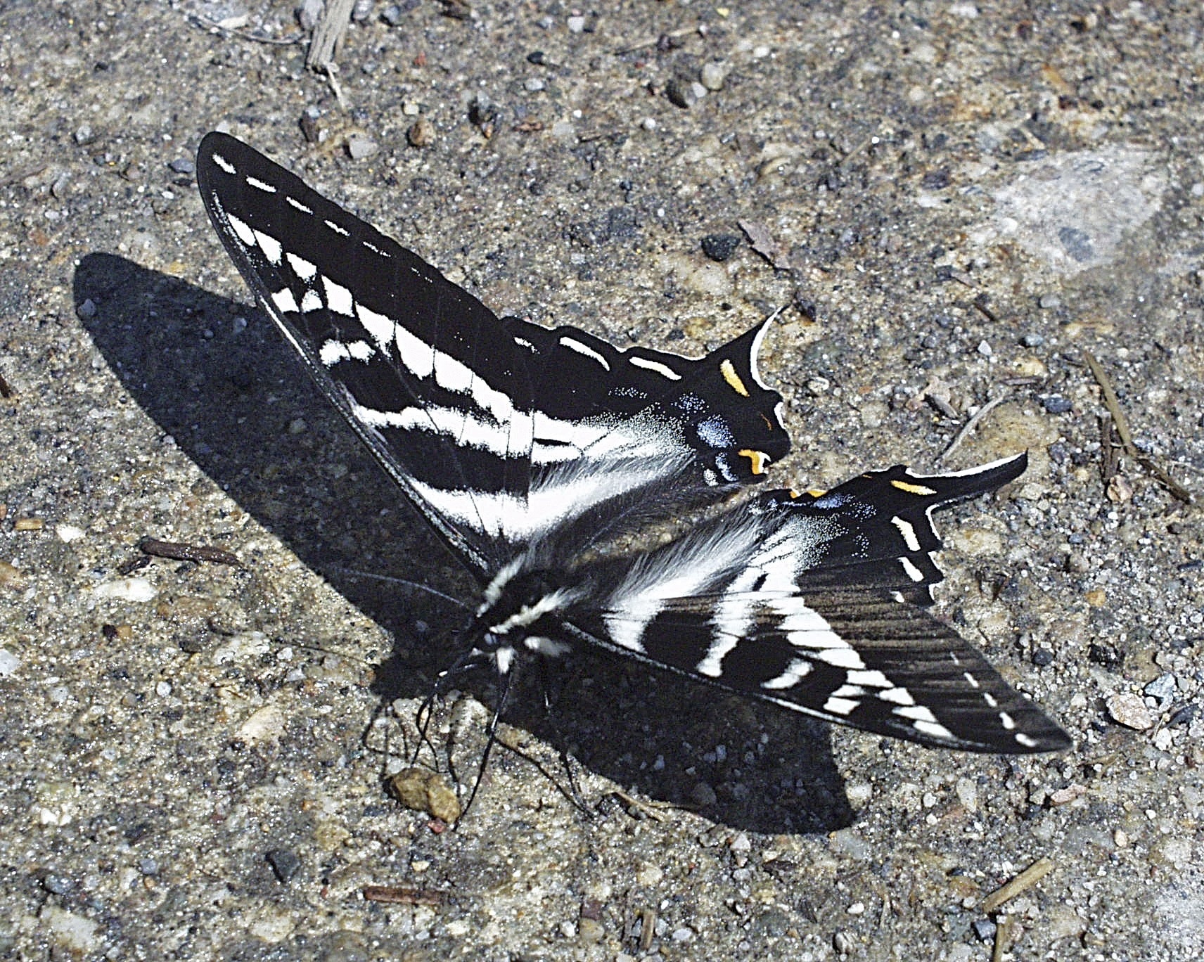 black and white moth