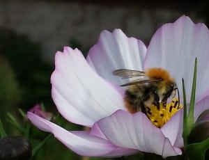 orange bee and pink white flower thumbnail