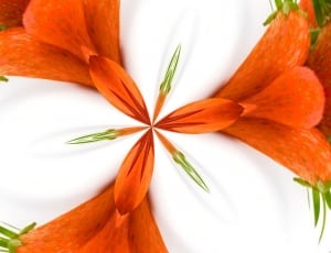 white and orange floral illustration thumbnail