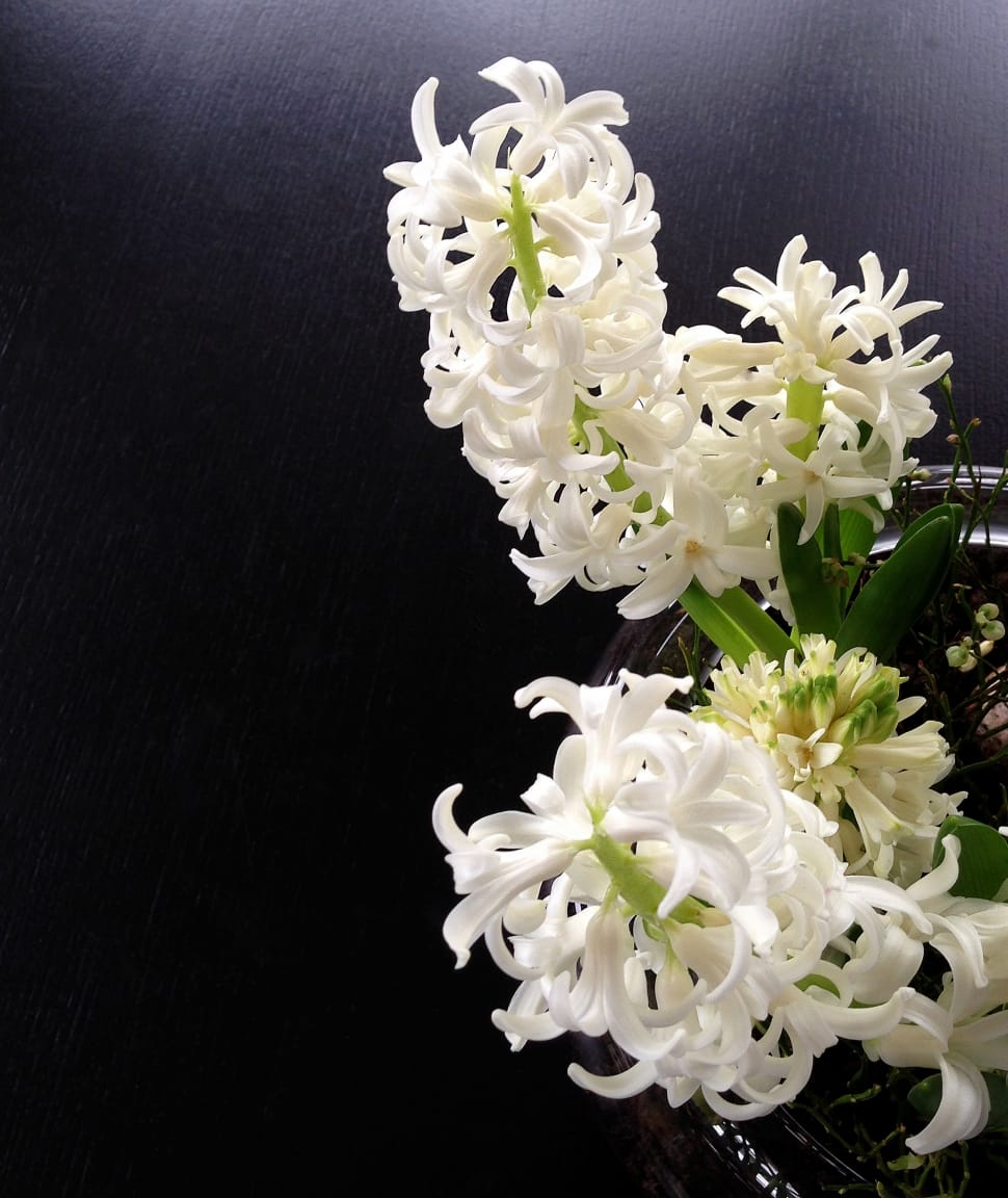 white cluster petal flowers preview
