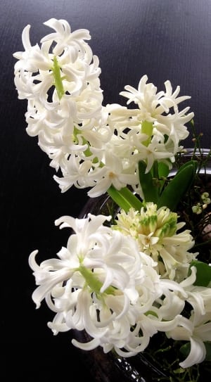 white cluster petal flowers thumbnail