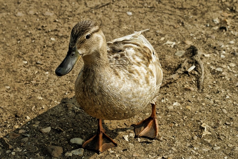 gray and brown duck preview