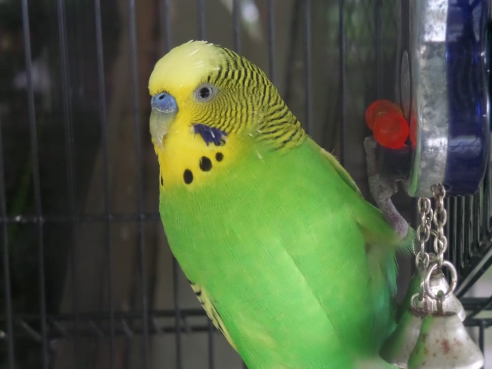 close view of green and yellow budgerigar preview
