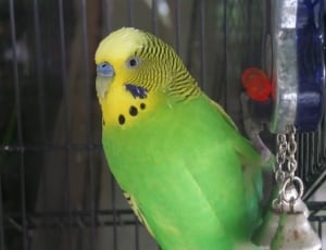 close view of green and yellow budgerigar thumbnail