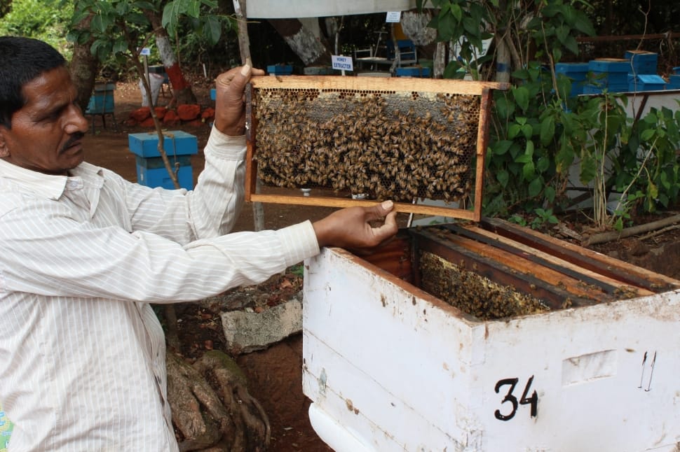 person holding cultivated honeybee preview