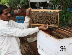 person holding cultivated honeybee thumbnail