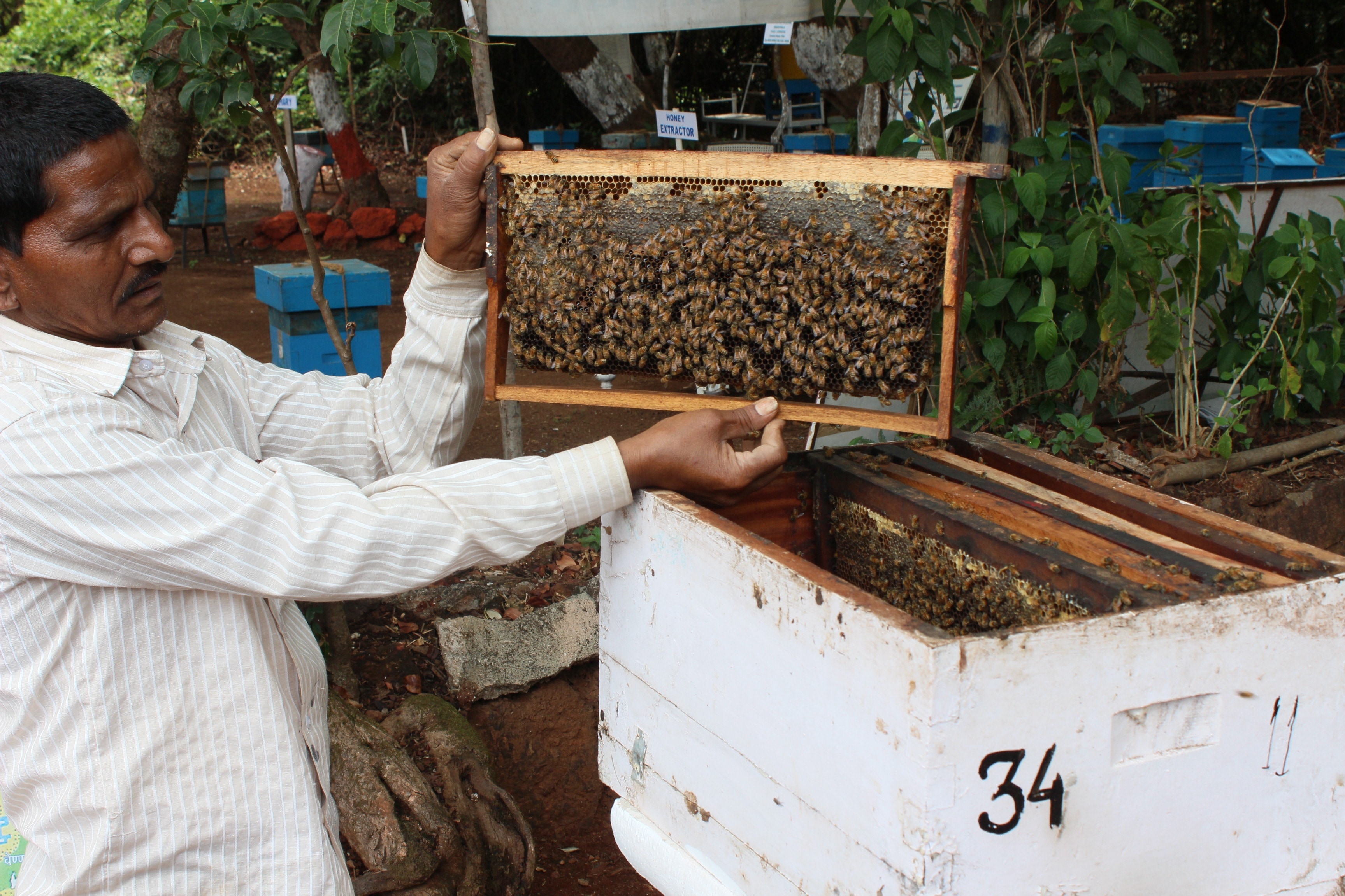 person holding cultivated honeybee