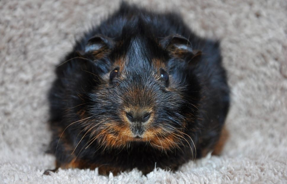 black and brown hamster preview