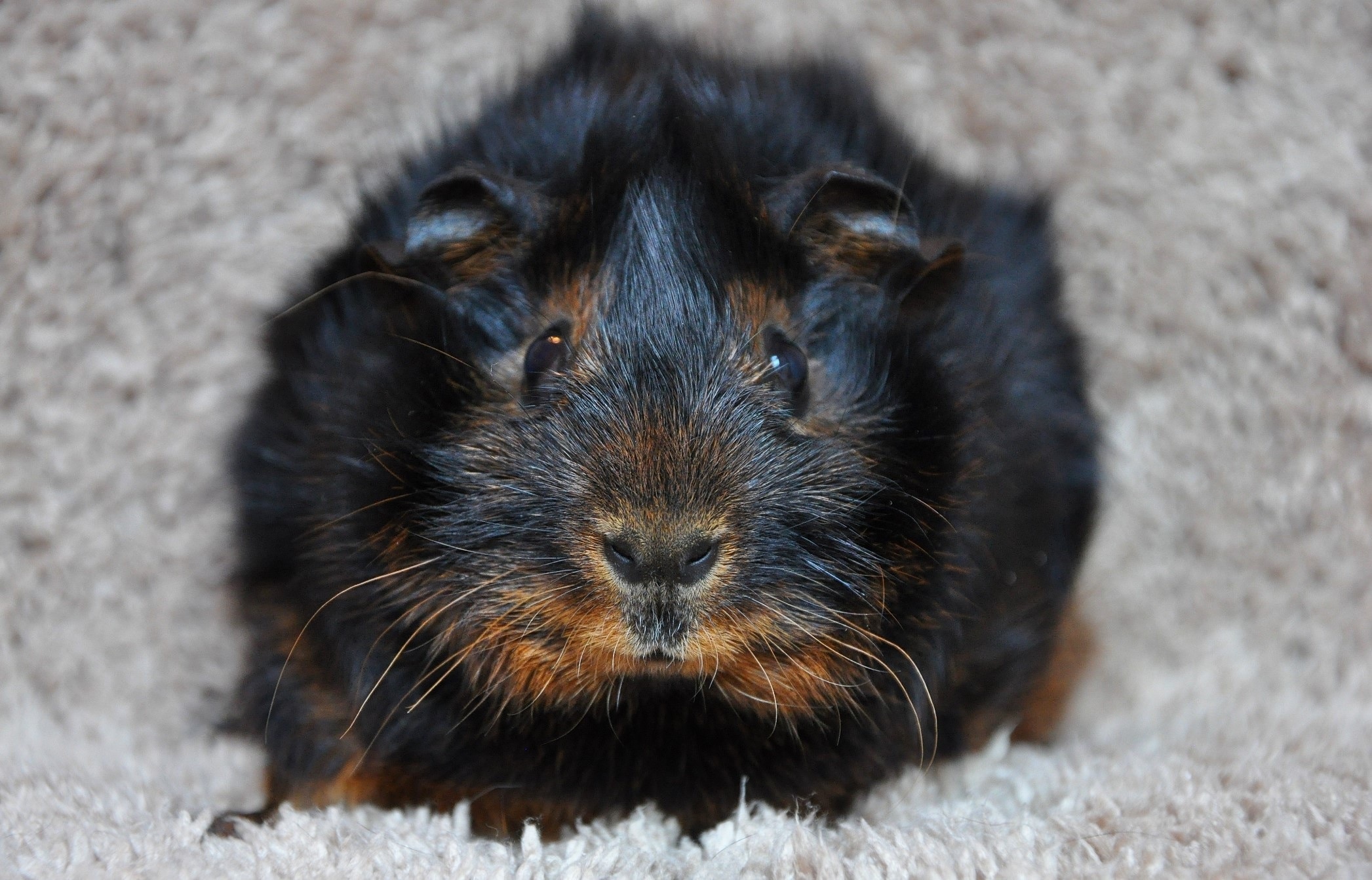 black and brown hamster