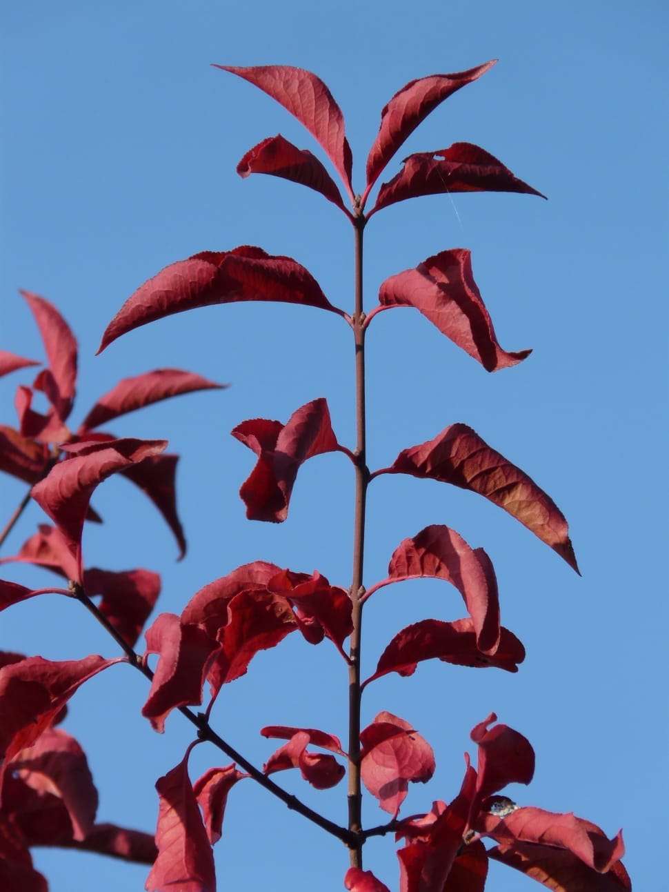 red leafed plant preview