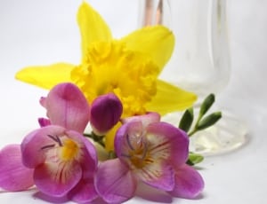 yellow and pink flowers on white surface thumbnail