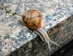 brown and grey snail thumbnail