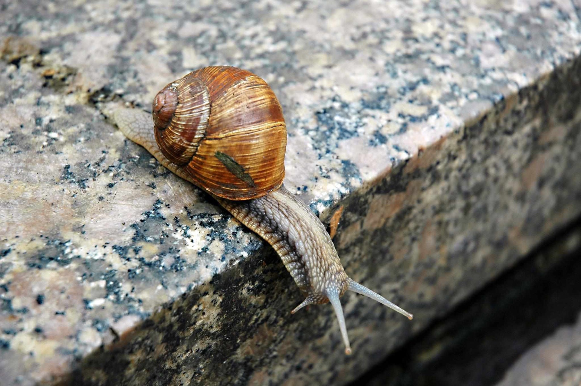 brown and grey snail