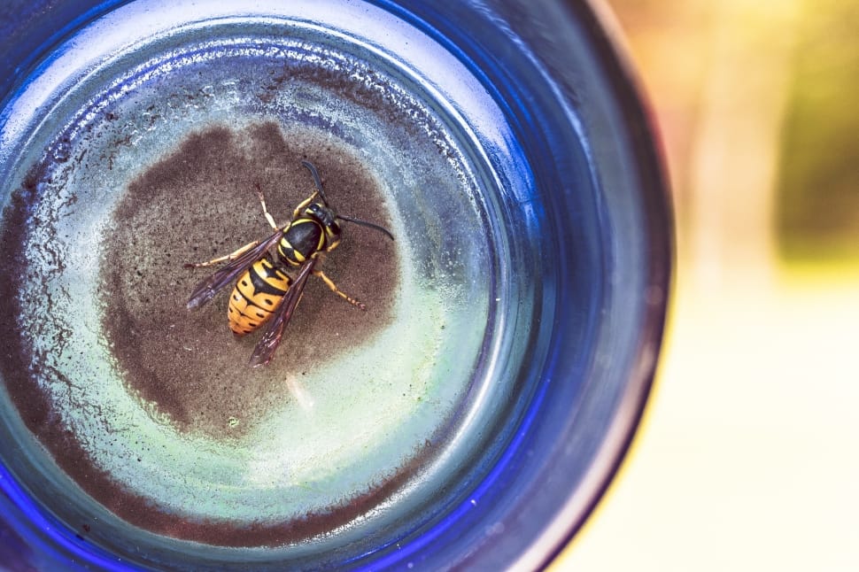 cicada killer wasp preview